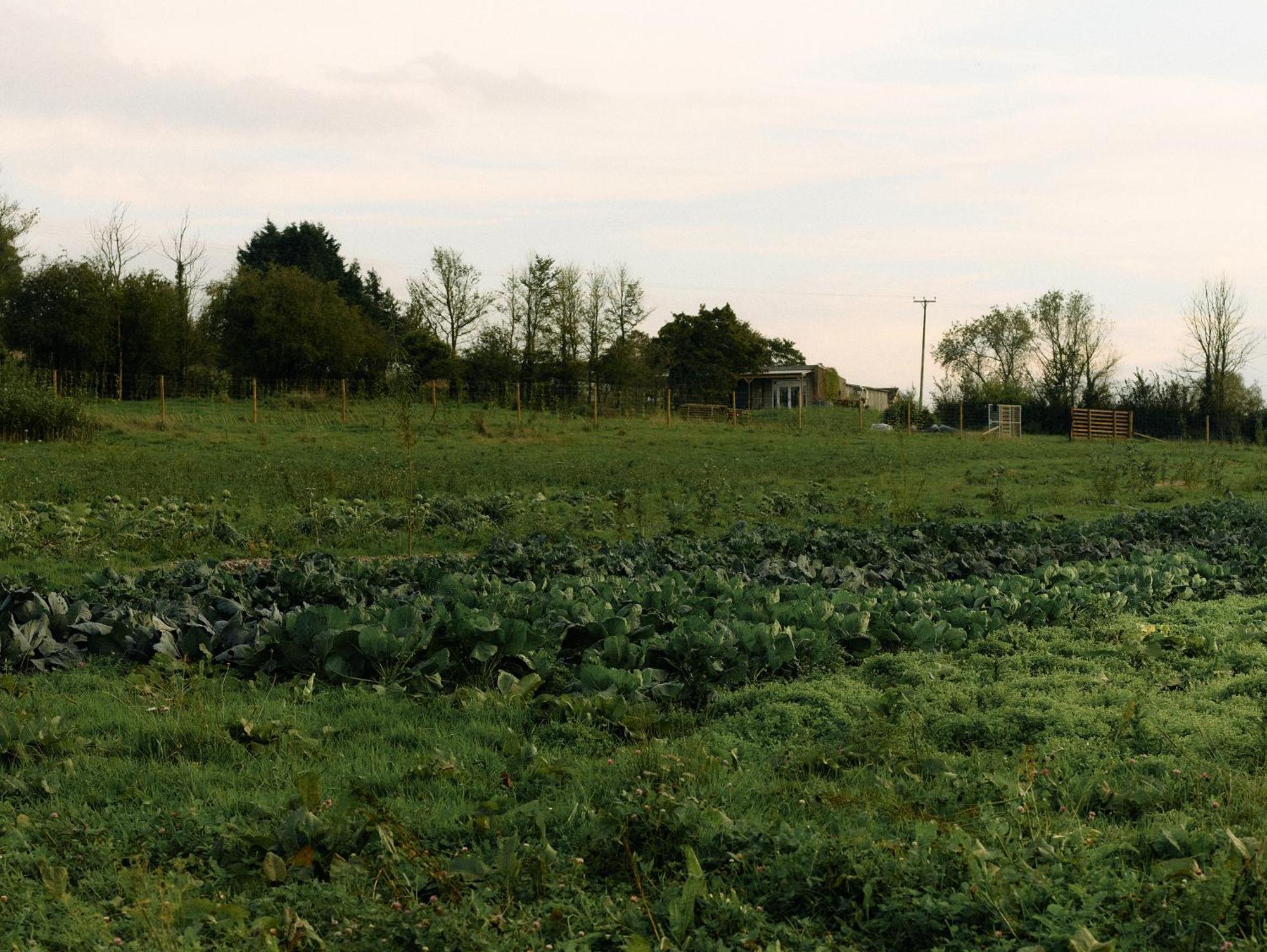 Nature Hiigher Farm * Ditcheat